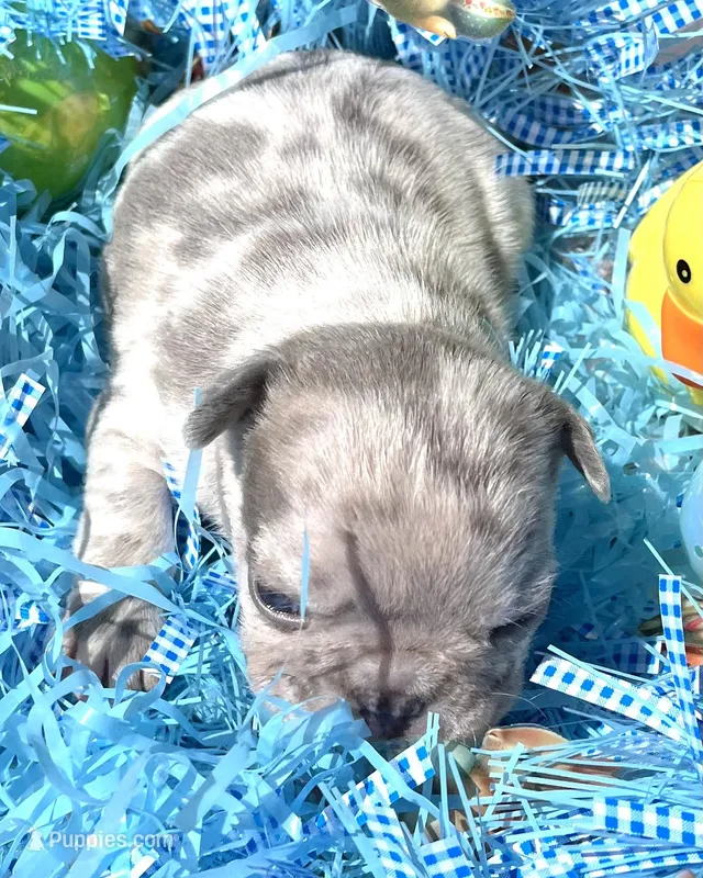 Confetti – French Bulldog puppy for sale in Smyrna, SC