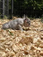 Confetti, a male French Bulldog for sale in Smyrna, SC – Photo 2 of 7