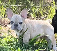 Smalls, a male French Bulldog for sale in Smyrna, SC – 1 of 7