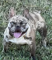 Sumo, a male French Bulldog for sale in Smyrna, SC – 5 of 7