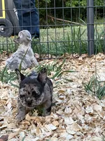 Party, a female French Bulldog for sale in Smyrna, SC – Photo 3 of 6