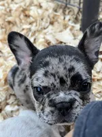 Party, a female French Bulldog for sale in Smyrna, SC – Photo 2 of 6