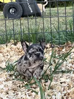 Party, a female French Bulldog for sale in Smyrna, SC – Photo 4 of 6
