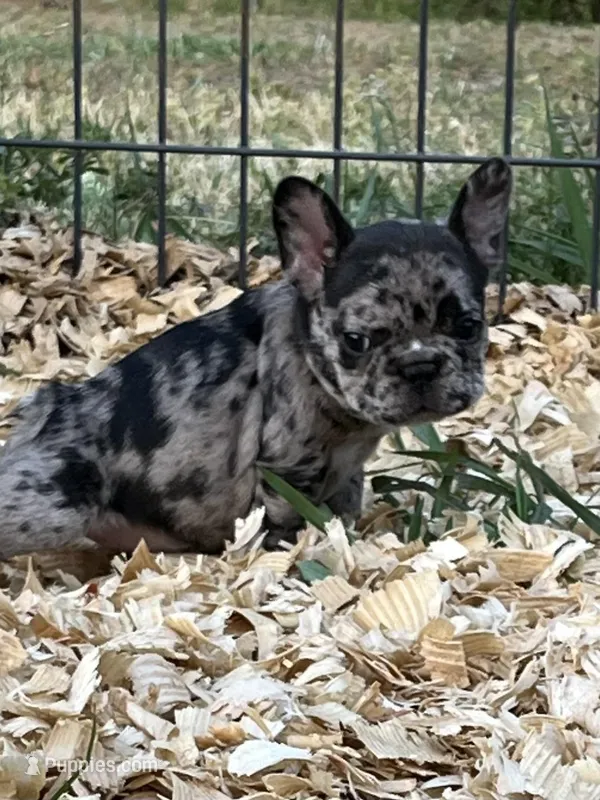 Party – French Bulldog puppy for sale in Smyrna, SC