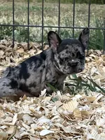 Party, a female French Bulldog for sale in Smyrna, SC – Photo 1 of 6