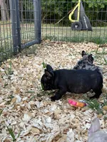 Sumo , a male French Bulldog for sale in Smyrna, SC – Photo 2 of 8