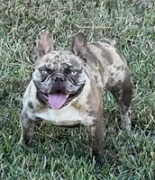 Sumo , a male French Bulldog for sale in Smyrna, SC – Photo 5 of 7