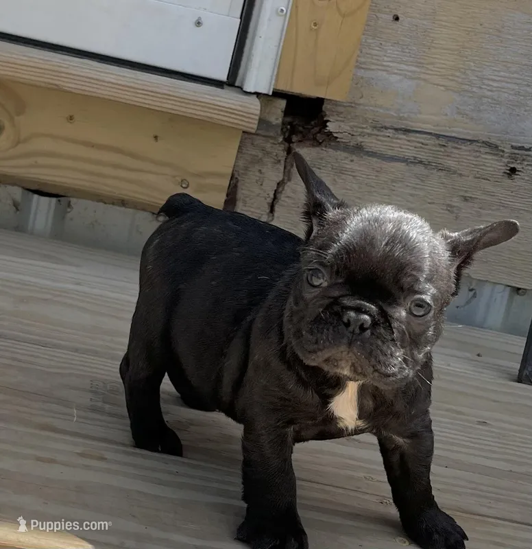 Sumo  – French Bulldog puppy for sale in Smyrna, SC