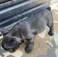 Sumo , a male French Bulldog for sale in Smyrna, SC – Photo 4 of 8
