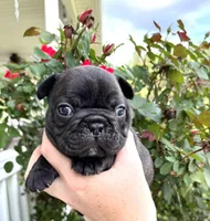 Sumo , a male French Bulldog for sale in Smyrna, SC – Photo 2 of 7