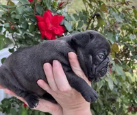 Sumo , a male French Bulldog for sale in Smyrna, SC – Photo 3 of 7