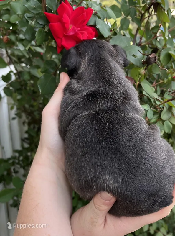 Sumo  – French Bulldog puppy for sale in Smyrna, SC