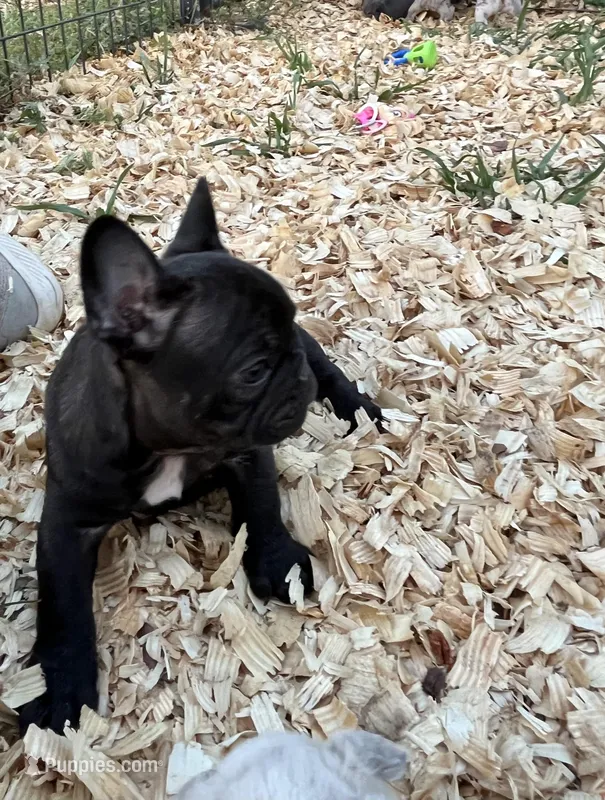 Sumo  – French Bulldog puppy for sale in Smyrna, SC