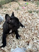 Sumo , a male French Bulldog for sale in Smyrna, SC – Photo 1 of 8