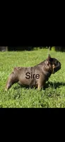 Blue, a female French Bulldog for sale in Smyrna, SC – 5 of 7