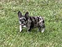 Dot, a female French Bulldog for sale in Smyrna, SC – 1 of 5