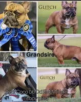 Sumo, a male French Bulldog for sale in Smyrna, SC – 4 of 7