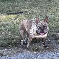 Blue, a female French Bulldog for sale in Smyrna, SC – Photo 7 of 8