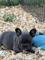 Blue, a female French Bulldog for sale in Smyrna, SC – Photo 2 of 8