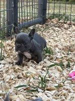 Blue, a female French Bulldog for sale in Smyrna, SC – Photo 4 of 8