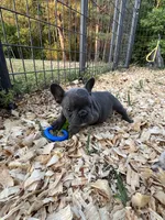 Blue, a female French Bulldog for sale in Smyrna, SC – Photo 6 of 8