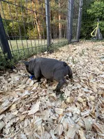 Blue, a female French Bulldog for sale in Smyrna, SC – Photo 8 of 8