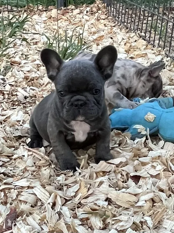 Blue – French Bulldog puppy for sale in Smyrna, SC