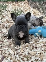 Blue, a female French Bulldog for sale in Smyrna, SC – Photo 1 of 8