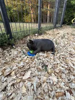 Blue, a female French Bulldog for sale in Smyrna, SC – Photo 3 of 8