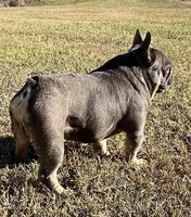 Phantom , a male French Bulldog for sale in Smyrna, SC – Photo 5 of 6