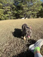 Phantom , a male French Bulldog for sale in Smyrna, SC – Photo 6 of 6