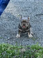 Stiles, a male French Bulldog for sale in Smyrna, SC – Photo 8 of 9