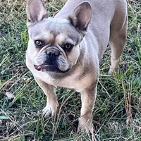 Stiles, a male French Bulldog for sale in Smyrna, SC – Photo 7 of 9