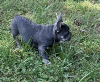 Stiles, a male French Bulldog for sale in Smyrna, SC – Photo 9 of 9