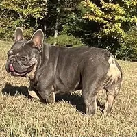Stiles, a male French Bulldog for sale in Smyrna, SC – Photo 6 of 9