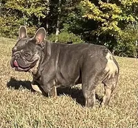 Stiles, a male French Bulldog for sale in Smyrna, SC – Photo 2 of 6