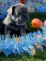 Stiles, a male French Bulldog for sale in Smyrna, SC – Photo 3 of 6