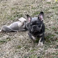 Stiles, a male French Bulldog for sale in Smyrna, SC – Photo 5 of 9