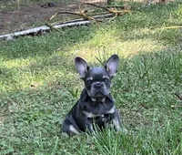 Stiles, a male French Bulldog for sale in Smyrna, SC – Photo 3 of 9