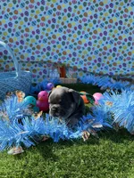 Stiles, a male French Bulldog for sale in Smyrna, SC – Photo 6 of 6