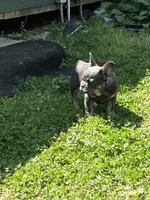 Stiles, a male French Bulldog for sale in Smyrna, SC – Photo 4 of 9