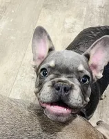 Stiles, a male French Bulldog for sale in Smyrna, SC – Photo 2 of 9