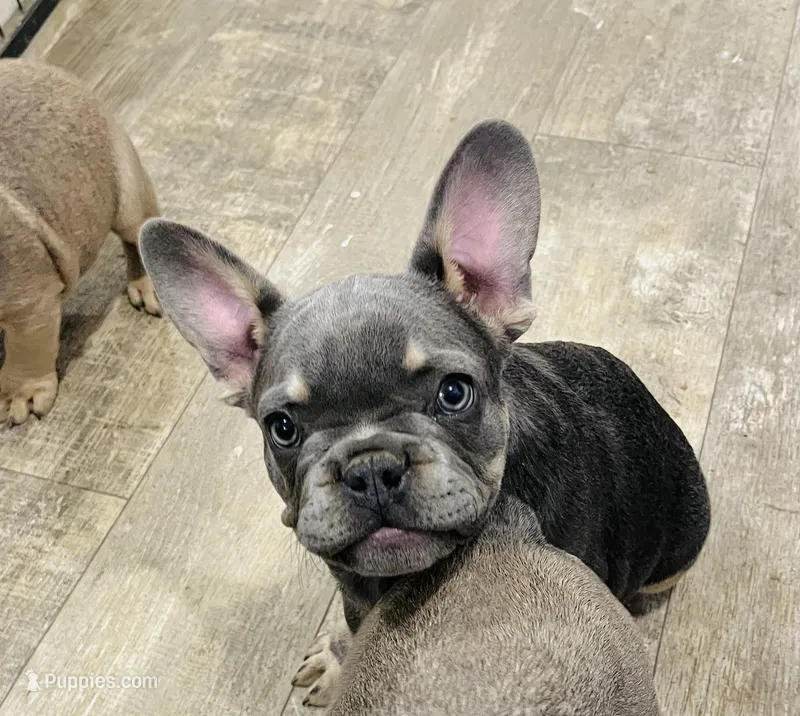 Stiles – French Bulldog puppy for sale in Smyrna, SC