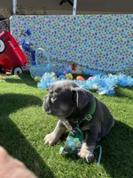 Stiles, a male French Bulldog for sale in Smyrna, SC – Photo 4 of 6