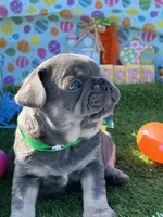 Stiles, a male French Bulldog for sale in Smyrna, SC – Photo 1 of 6