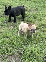 Smalls, a male French Bulldog for sale in Smyrna, SC – 5 of 7