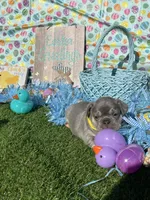 Derek, a male French Bulldog for sale in Smyrna, SC – Photo 5 of 5