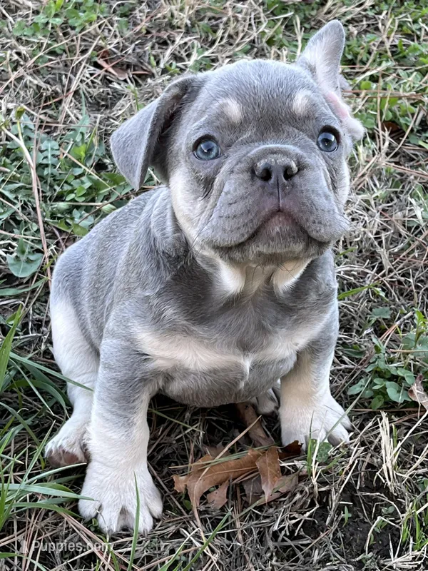 Derek – French Bulldog puppy for sale in Smyrna, SC