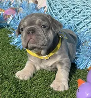 Derek, a male French Bulldog for sale in Smyrna, SC – Photo 1 of 5