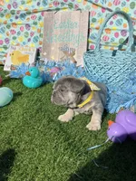 Derek, a male French Bulldog for sale in Smyrna, SC – Photo 4 of 5